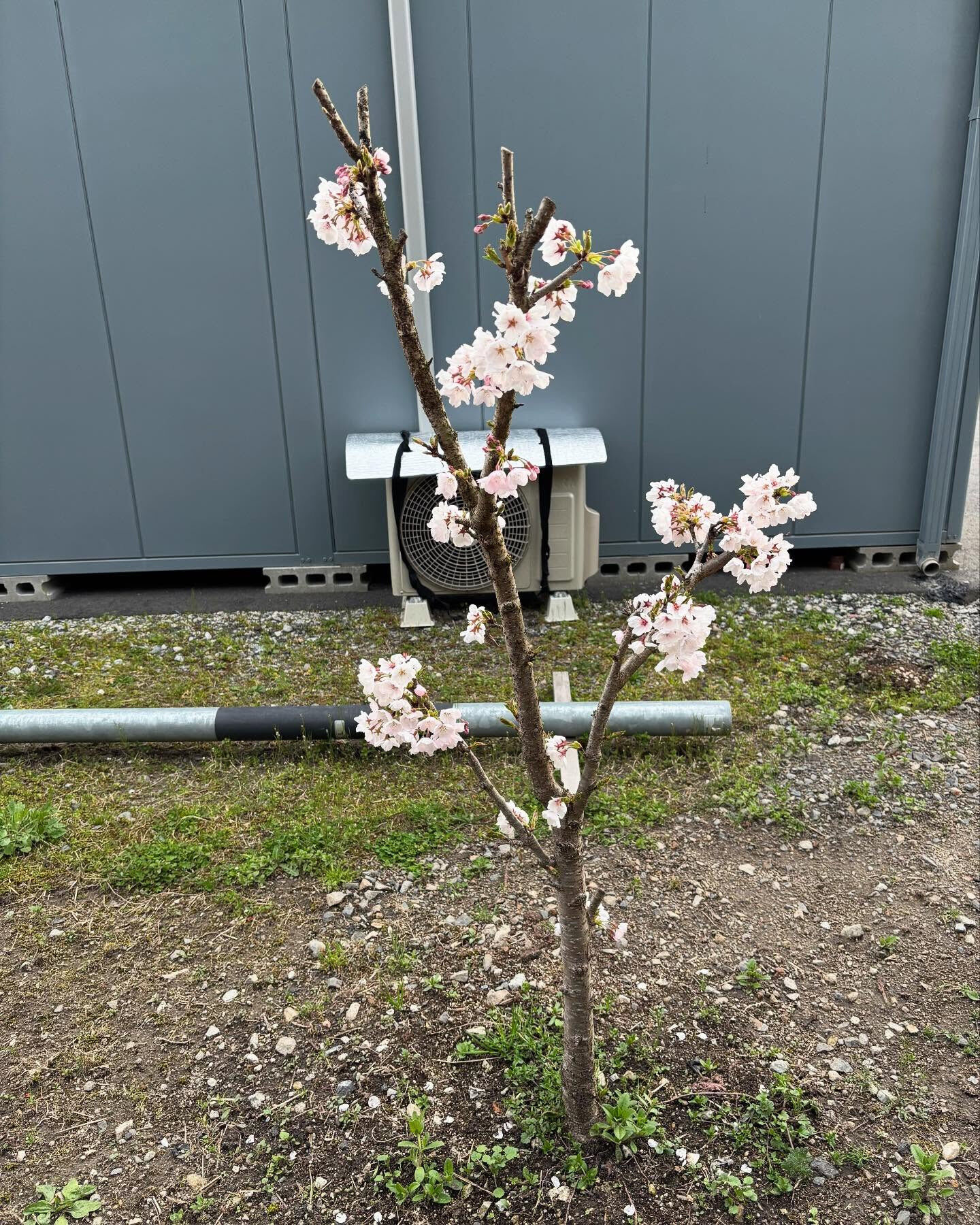 お店の裏に植えている桜が咲きました